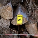 Auf einem Baumstamm klebt ein Sticker, der anzeigt, dass das Holz per Videoüberwachung vor Diebstahl gesichert wird.