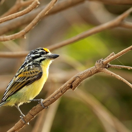 Gelbstirn-Bartvogel