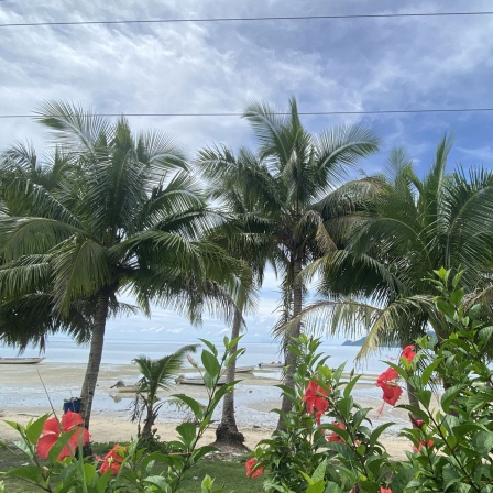 Palmen am Strand von Fidschi