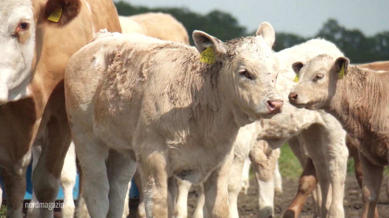 Block-House: Rinderzuchtprogramm in MV ein Erfolg