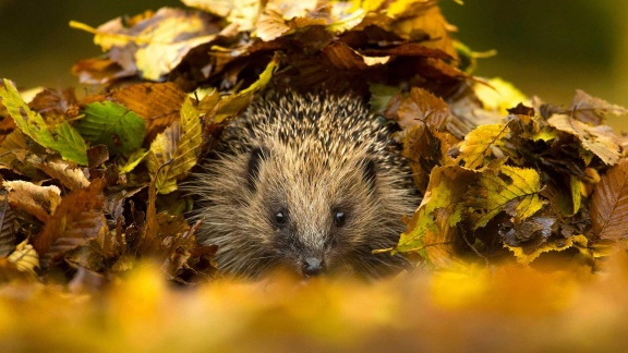 Morgenmagazin - Igel In Gefahr