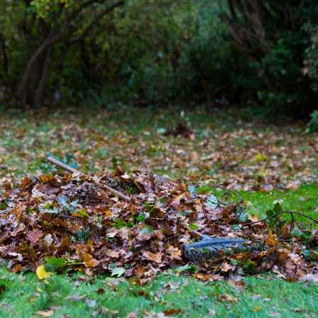 Laubharke auf einem Haufen Herbstlaub