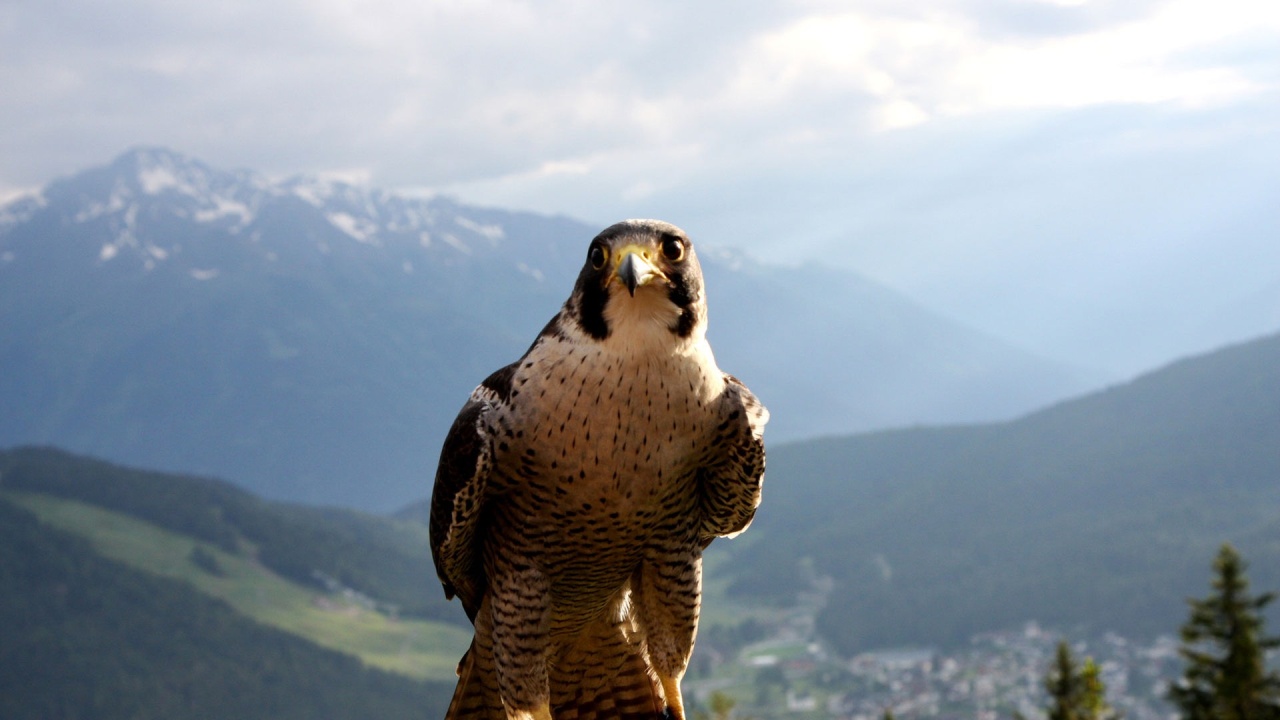 Seefeld: Ein Tierparadies der Alpen