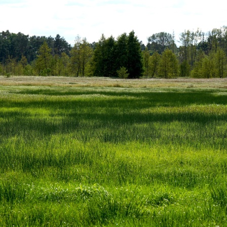 Das Moor bei den Möllmer Seewiesen.