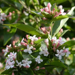 Hitzeverträgliche Sträucher: die koreanische Abelie, mehrere weiß-rosa Blüten am Strauch
