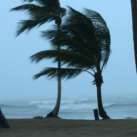Eine Palme am Strand biegt sich im Sturm