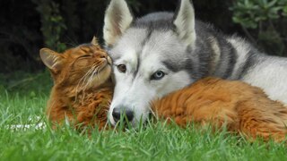 tiere suchen ein zuhause ard mediathek