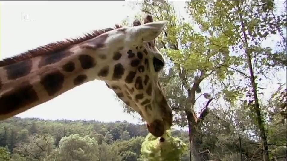 Giraffe, Erdmännchen & Co. : Die schönsten Geschichten aus der Serie (44) | ARD Mediathek