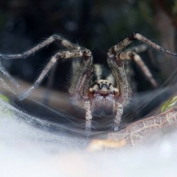 Eine Trichternetzspinne in den Niederlanden.