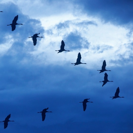 Eine Formation großer Zugvögel am abendlichen Himmel
