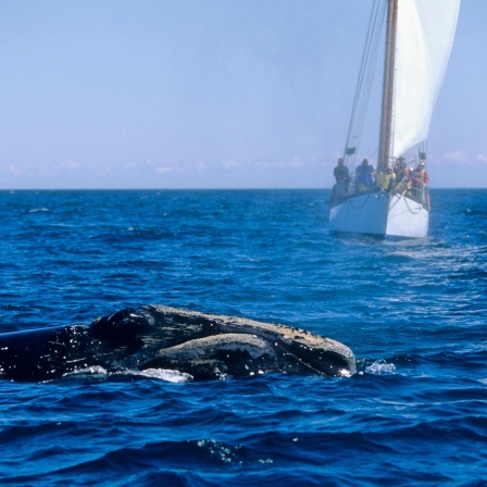 Wal und Whalewatching-Boot 