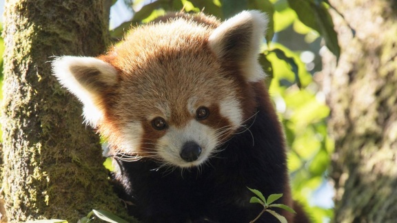 Erlebnis Erde - Der Kleine Panda