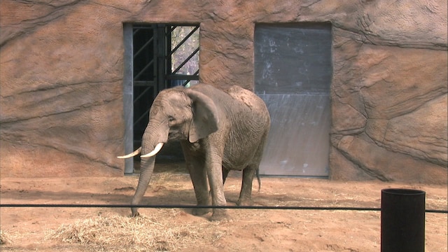Elefantenbulle Tamo
