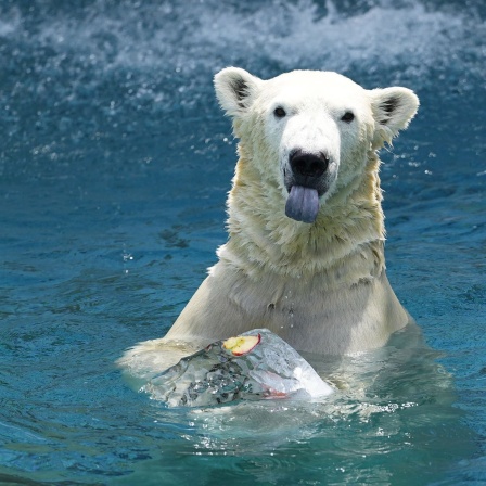 Eisbär