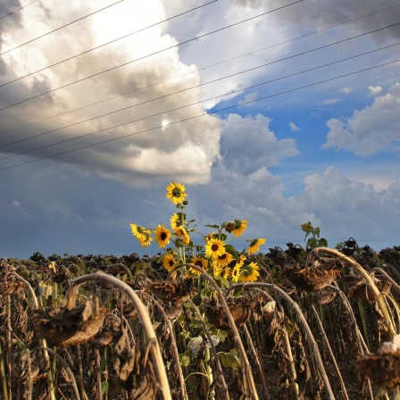 Gesundheitsfolgen des Klimawandels, Grenzwerte für Luftschadstoffe, Anpassungsfähige Bäume, Präzises Tumortracking