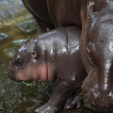 Mini-Flusspferd Moo Deng aus Thailand