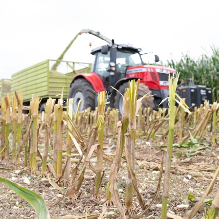 Eine Erntemaschine fährt neben einem Traktor über einer Maisfeld. Nach drei trockenen Jahren hat nun regenreiches Wetter für Einbußen bei der Ernte gesorgt.