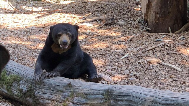 Schwerstarbeit für die Tierpfleger aus dem Allwetterzoo. Ein Malaienbären Männchen kommt in den Zoo. Sein Name: Frodo.