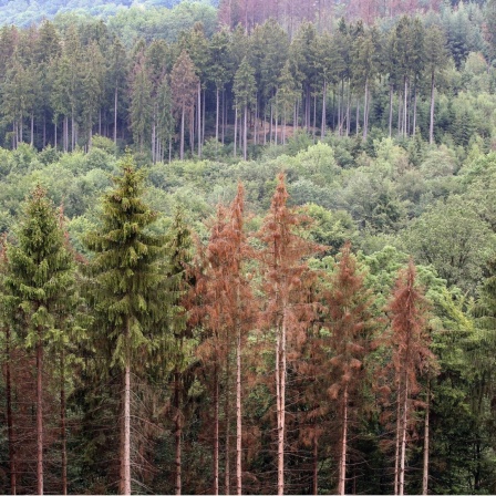 Abgestorbene Nadelbäume sind im  Wald bei Kirchen zwischen Brachbach und Katzenbach in Rheinland-Pfalz zu sehen.