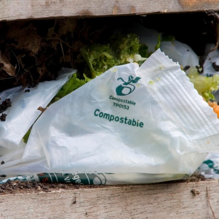 Ein kompostierbarer Plastikbeutel liegt inmitten von Biomüll auf einem Komposthaufen.