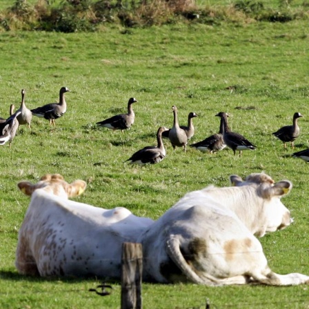 Wildgänse aus Osteuropa grasen auf einer Kuhweide mit einer Michkuh zusammen.