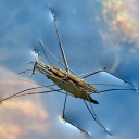 Wasserläufer