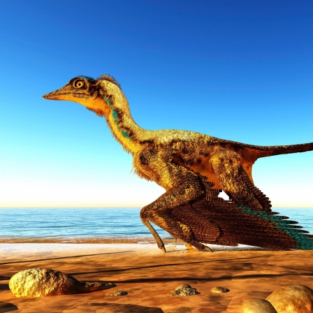 Symbolbild: Der Archaeopteryx ist als der früheste Vogel bekannt und war eine Brückenart zwischen Dinosauriern und modernen Vögeln