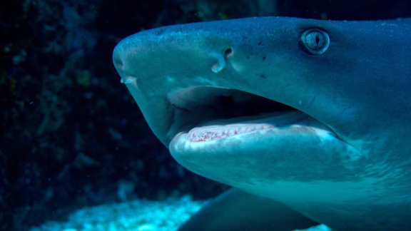 Erlebnis Erde - Haie Leben Gefährlich