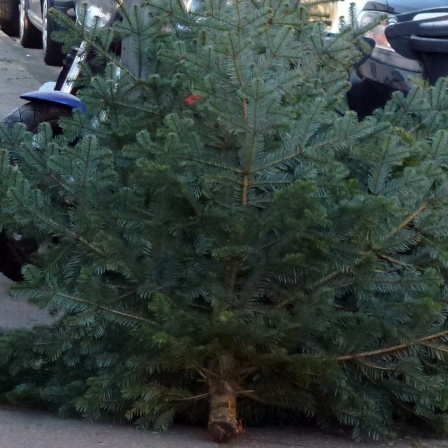 Ein Weihnachtsbaum lehnt an einer Mülltonne