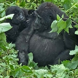 Gorillas hocken eng aneinander in einem grünen Busch in Uganda