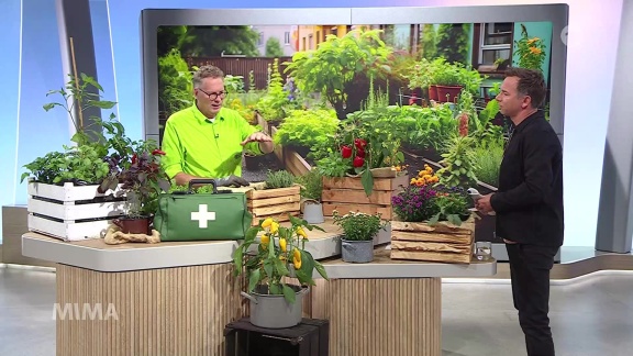 Mittagsmagazin - Kistengärtnern: René Wadas Spricht über Geeignete Gefäße Zum Bepflanzen