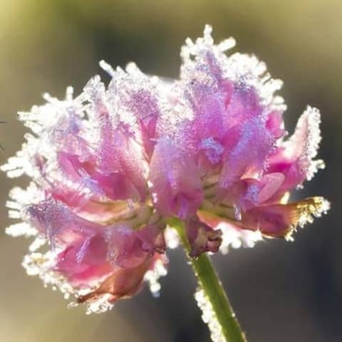 Eine Biene liegt auf eine mit Frost bedeckte Blume zu