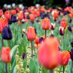 Zahlreiche Tulpen in verschiedenen Farben blühen in einem Beet im Schlossgarten.