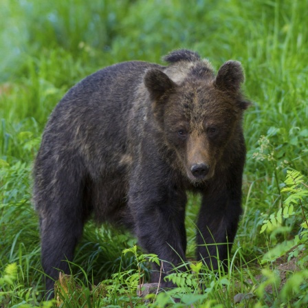 Europäischer Braunbaer auf Nahrungssuche im Wald, Slowakei.
