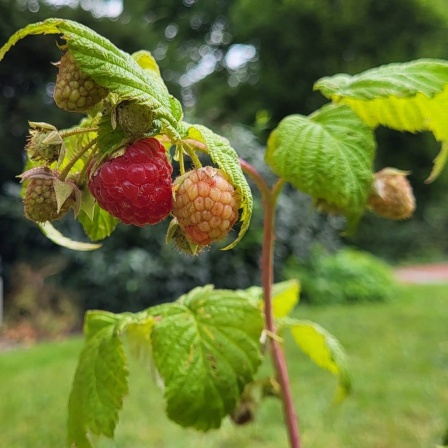 Eine Himbeere im Garten