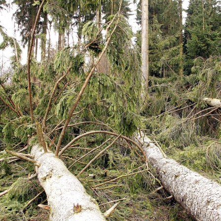 Nach einem Orkan umgestürzte Bäume in einem Wald
