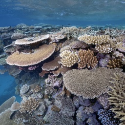 Riff, Riffdach mit vielen verschiedenen Steinkorallen