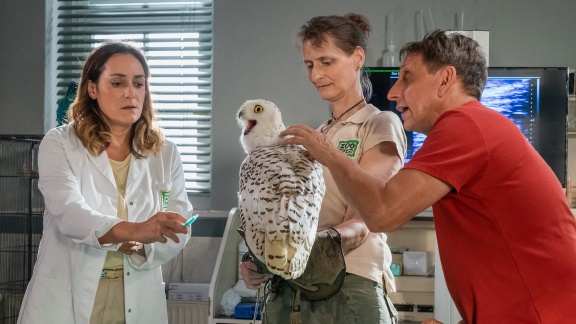 Tierärztin Dr. Mertens - Folge 92: Bittere Konsequenzen (s08/e08)