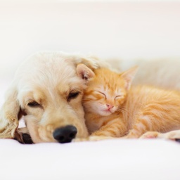 Ein Hund und eine Katze liegen aneinander gekuschelt auf einem hellem Untergrund.