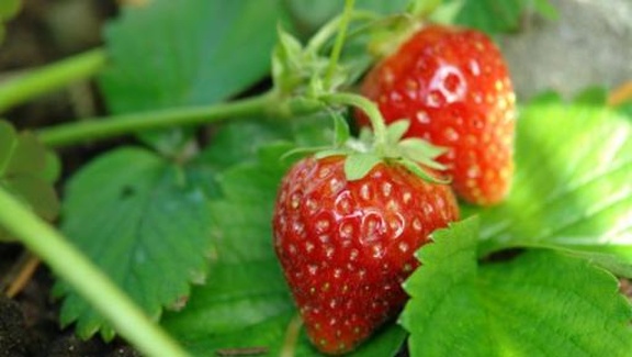 Ard-buffet - Erdbeeren - Jetzt Pflanzen!