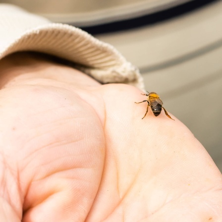 Biene auf der Hand eines Mannes