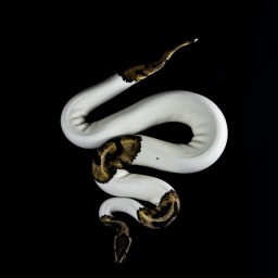 Ein Foto von einer weiß, goldenen Schlange