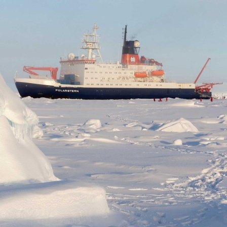 Antarktis-Expedition - Forschungsschiff "Polarstern" erkundet erstaunliche Lebensvielfalt