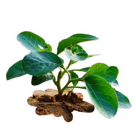 Ashwagandha-Pflanze