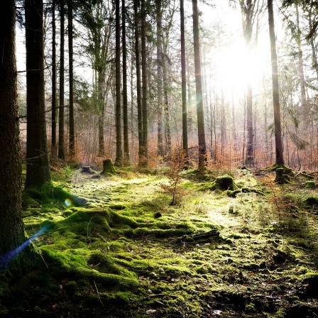 Waldlichtung