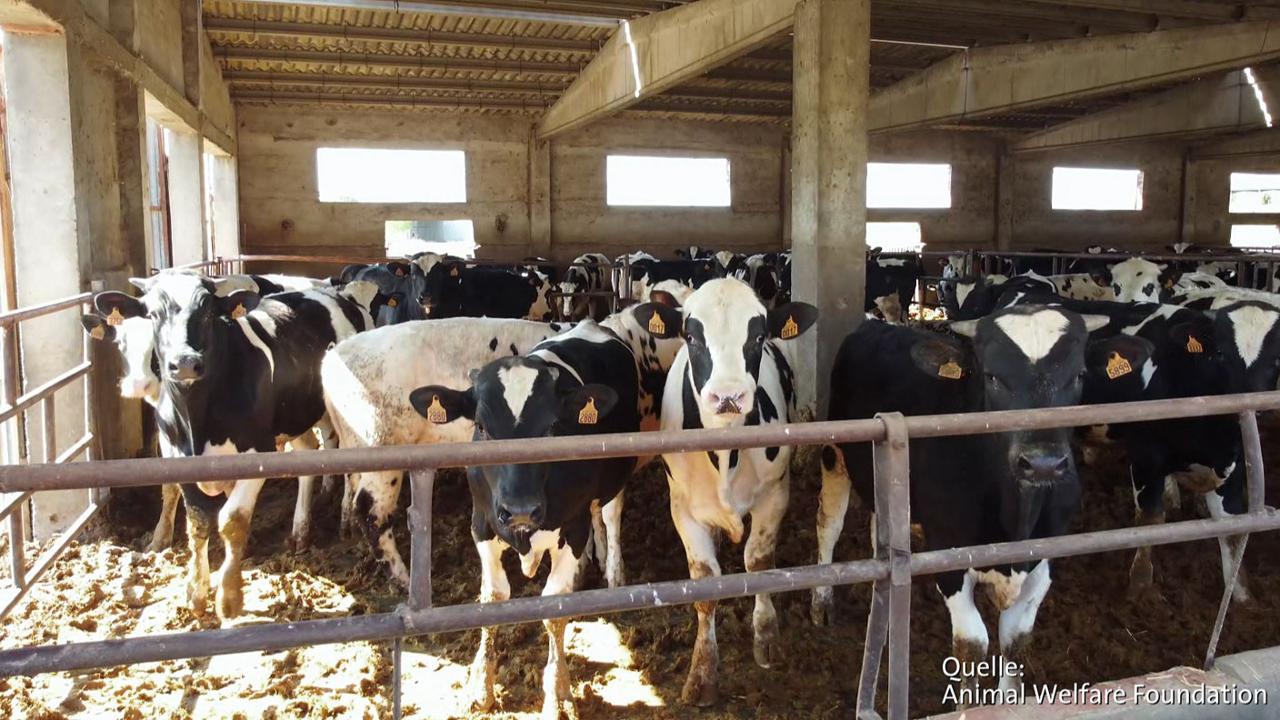 REPORT MAINZ: Qualvoller Tod deutscher Rinder im Libanon | ARD Mediathek