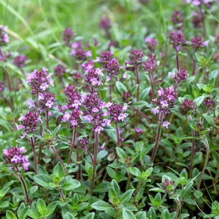 Sandthymian mit rosa Blüten als Rasenersatz.