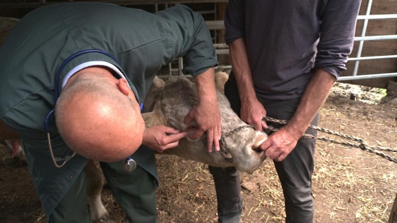 Hofgeschichten - Ackern Zwischen Alpen Und Ostsee - Folge 7: Tierarztbesuch Beim Inselbullen (s02/e07)