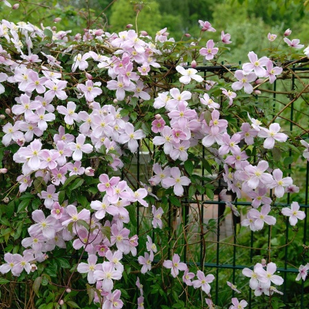 Kletterpflanze Clematis wächst an einem Zaun.