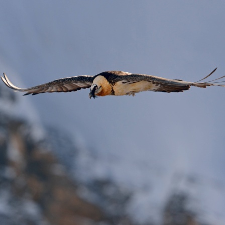 Bartgeier in den Schweizer Alpen